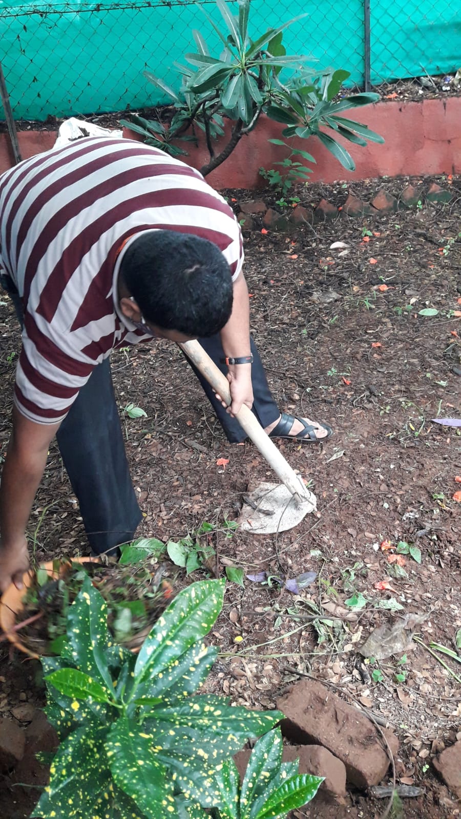 A participant in a purple shirt carefully tends to plants in a large clay pot in the garden